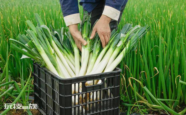 栽大葱用什么肥料最好(想要大葱长得好就必须用这四种肥)-图片4